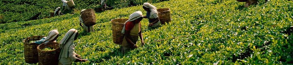 Tea Estate